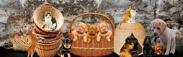 PetCareAnnex.com