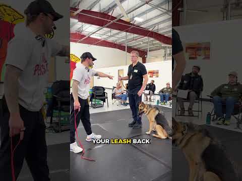 This is the BEST leash for handling your dog