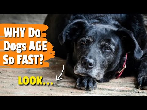 πΆπ΄ ΒΏWHY Do Dogs AGE So FAST?