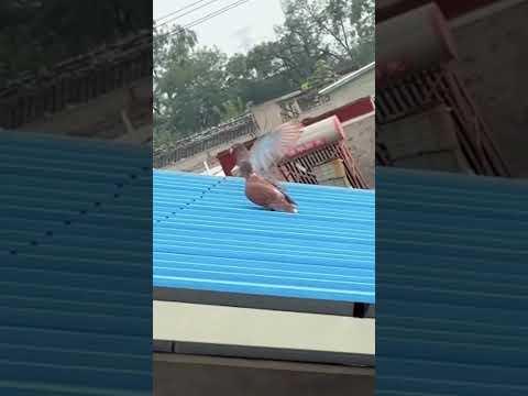 Pigeons Turn Roof Into Slide