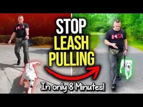 How to STOP Leash Pulling RIGHT Now!