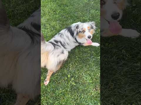 Everyone loves Walter the Mini Aussie