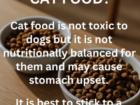 Can Dogs Eat Cat Food: Risks and Alternatives Explained