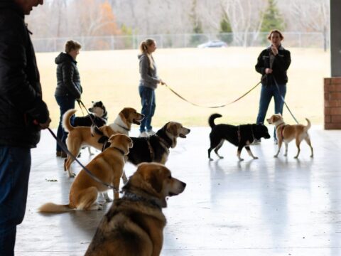 Dog Training Classes Near Me: Affordable Options for Obedience