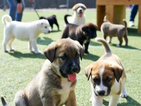 How to Train a Puppy: Beginner Essentials