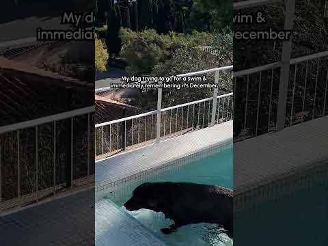 Dog Tries Out Cold Plunge, Hates it.