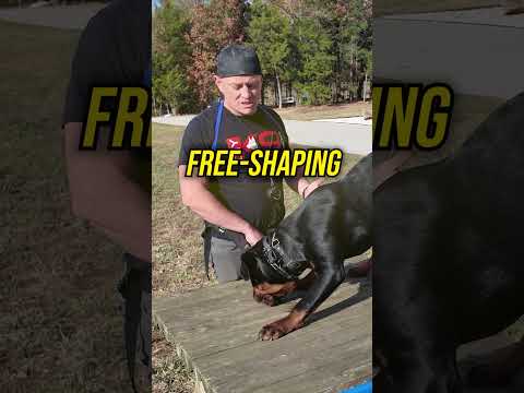 How to Teach Your Dog to Jump Up Safely!