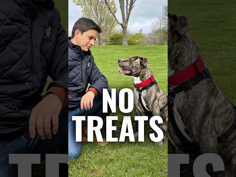 Training Your Dog to Listen Without Treats