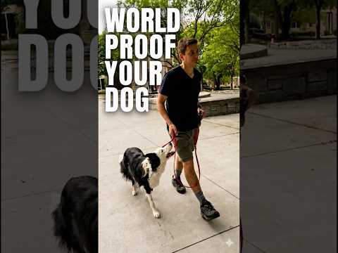 Training My Reactive Dog in The City