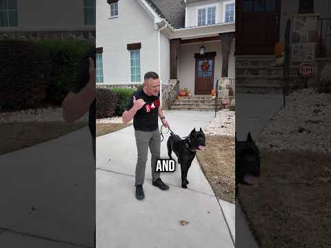 Your Dog’s Reactivity Starts With YOU!