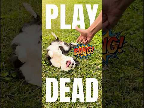 How to Train Your Dog to Play Dead