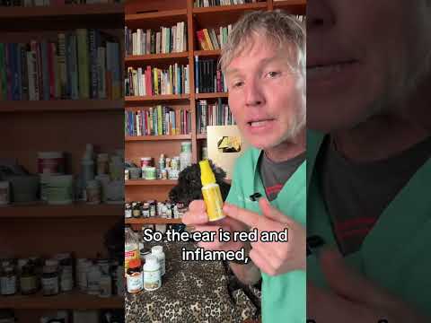 Recurring dog ear infection? Try Propolis!