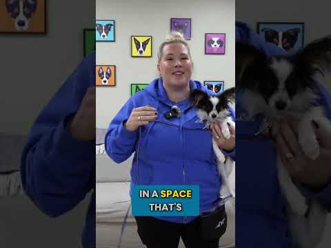 Is Your Puppy Failing Because Of This?