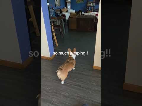 Baby. Goat. Zoomies. 🥹