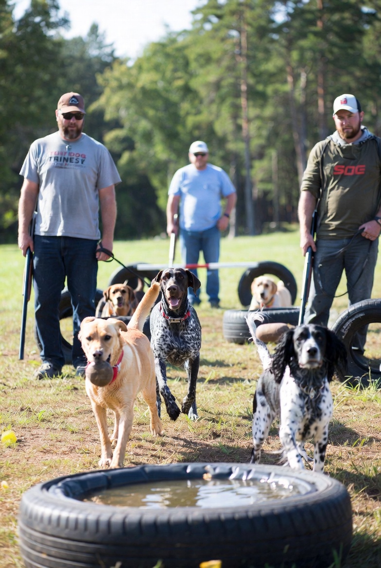 Gun Dog Training Near Me: Specialized Courses for Hunting Breeds