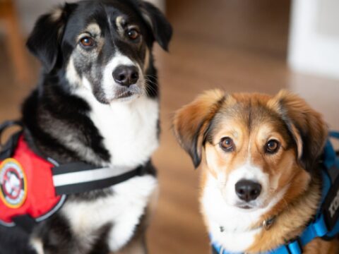 Mental Health Dogs: How Service Animals Support Emotional Well-Being