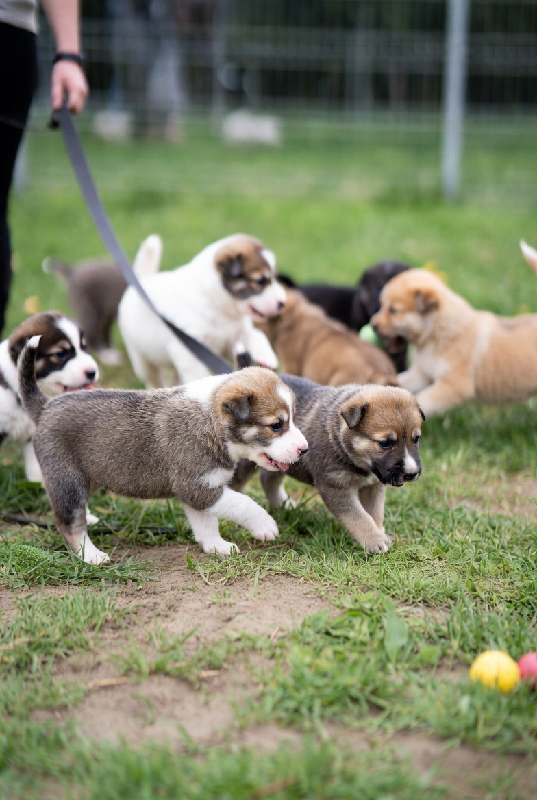 Puppy Playgroups Near Me: Safe Play for Social Development