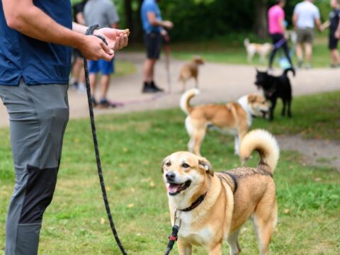 Recall Dog Training: Teaching Your Dog to Come When Called