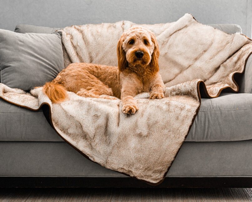 PupProtector Short Fur Waterproof Throw Blanket – White with Brown Accents