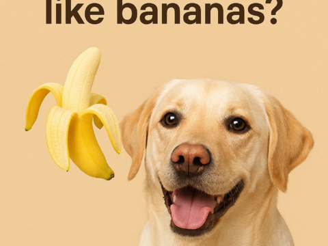 Can dogs eat specific food, like bananas, people food?