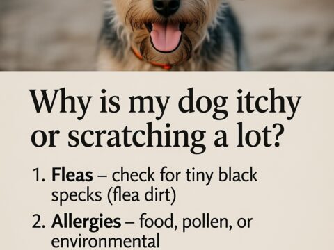 Why is my dog itchy or scratching a lot?