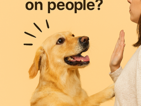 Why does my dog jump on people?
