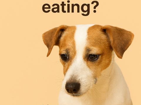 How do I deal with picky eating?