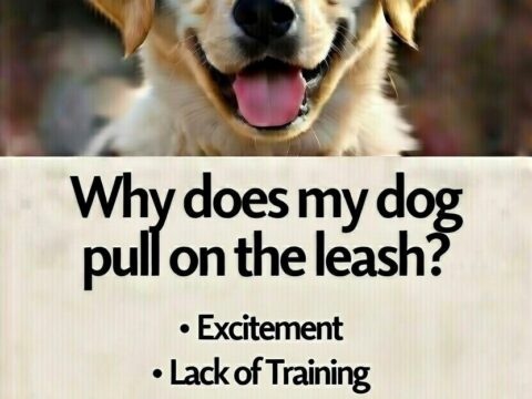 Why does my dog pull on the leash?