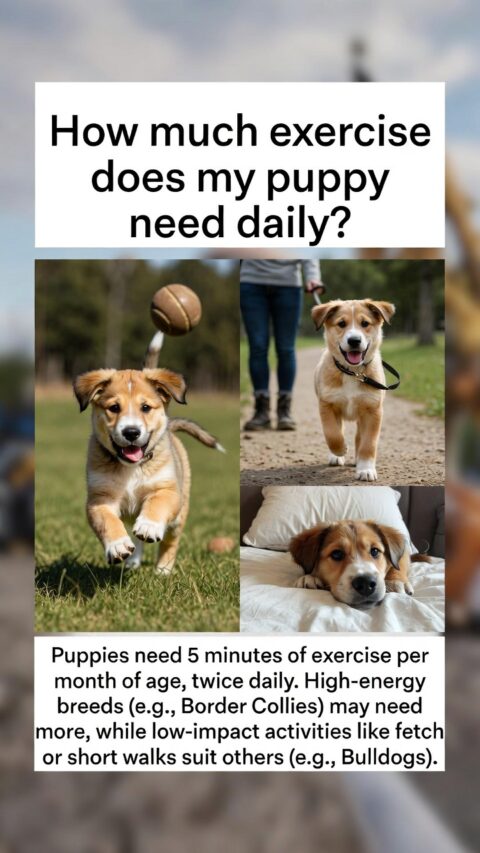 How Much Exercise Does My Puppy Need Daily?