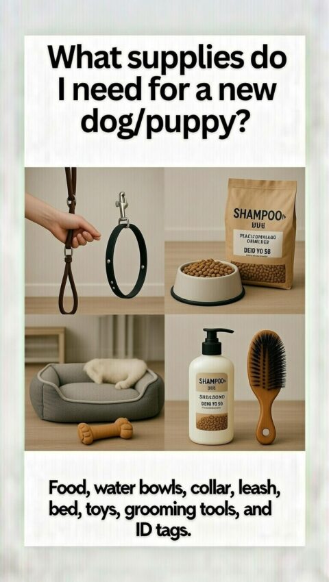What supplies do I need for a new dog/puppy?
