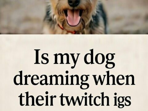 Is my dog dreaming when their legs twitch in sleep?