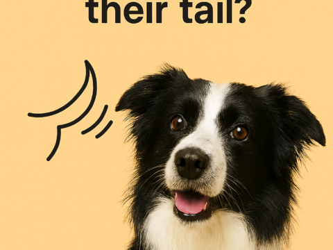 Why does my dog wag their tail?
